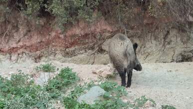 wild boar in natural habitat landscape