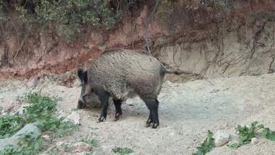 wild boar foraging in natural habitat