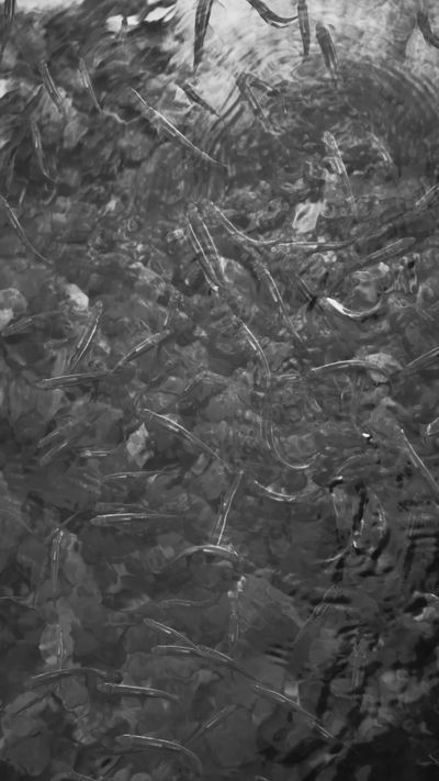 정규송 Nui MALAMA's abstract art motion video