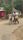 rural india