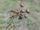 bugs