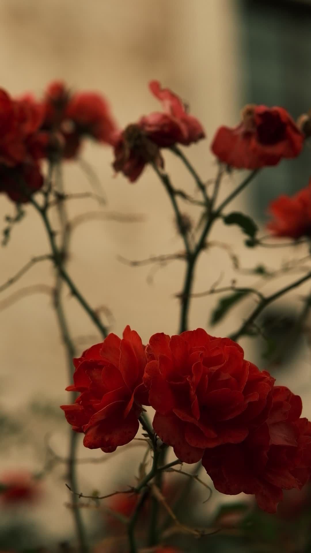 Close-up of Vibrant Red Roses in Bloom Free Stock Video Footage ...