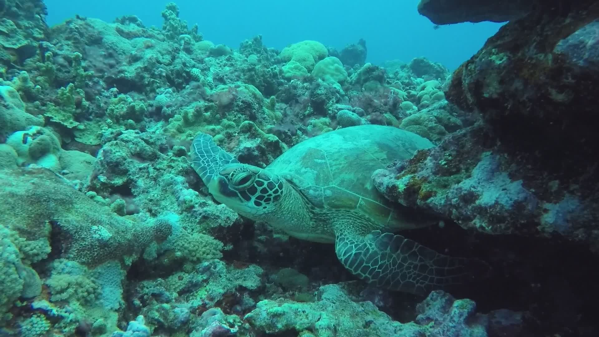 Tranquil Sea Turtle Resting Among Coral Reefs Free Stock Video Footage ...