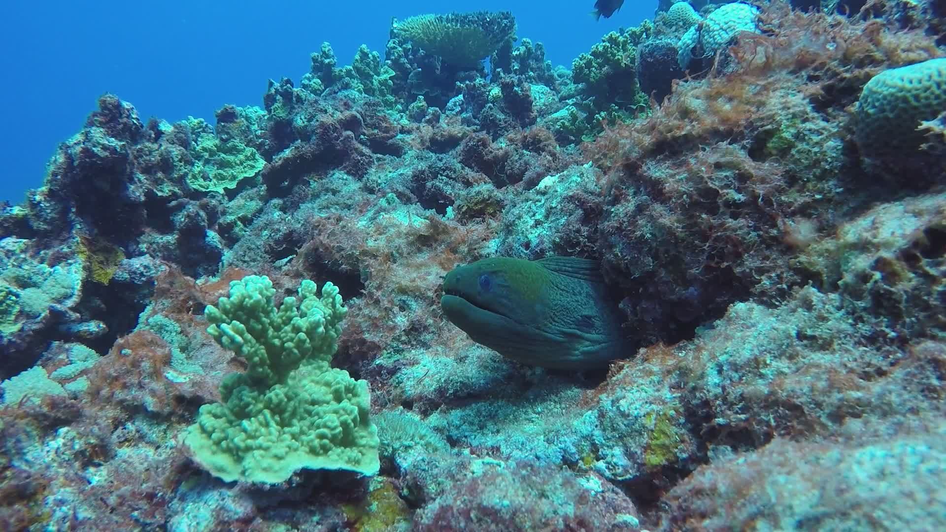 Vibrant Coral Reef Ecosystem with Tropical Fish Free Stock Video ...