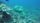 sea turtles