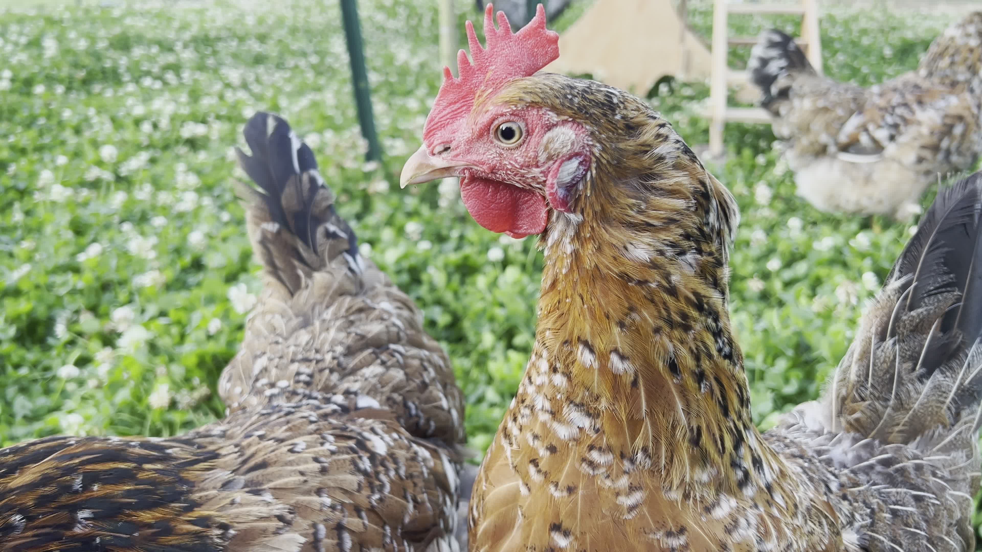 Close-Up of Chickens in a Countryside Setting Free Stock Video Footage ...