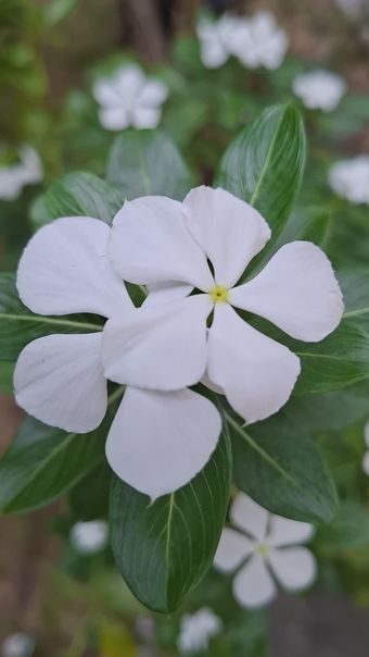 栀子花免费下载高清视频视频素材