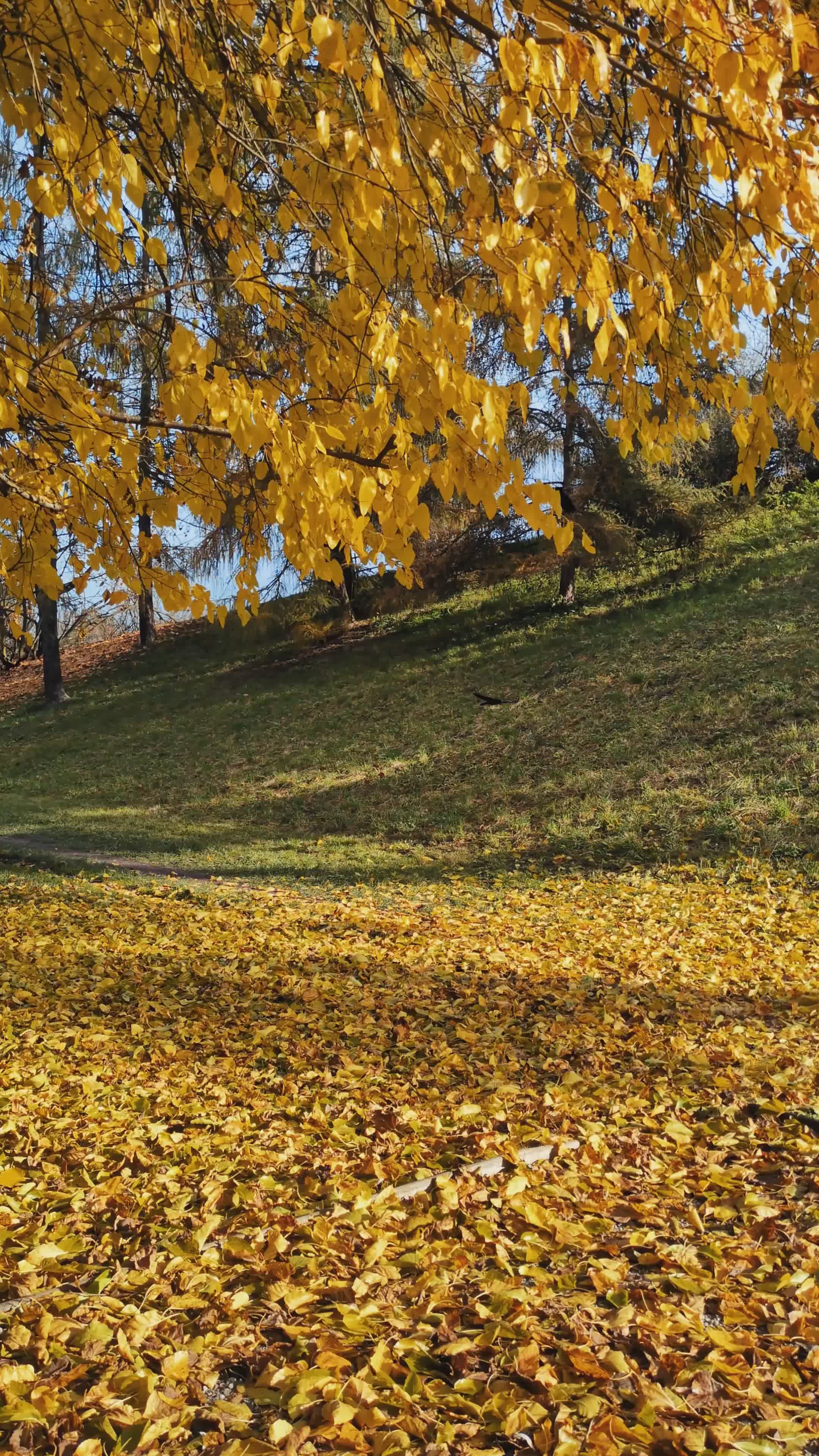 Golden Autumn Landscapes with Vibrant Foliage Free Stock Video Footage ...