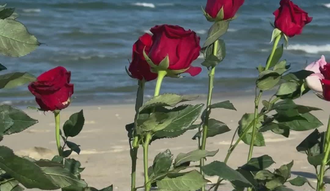 18 Roses Romblon Beach Romantic Beach Roses by the Ocean Shore Free Stock Video Footage ...