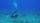 scuba diving