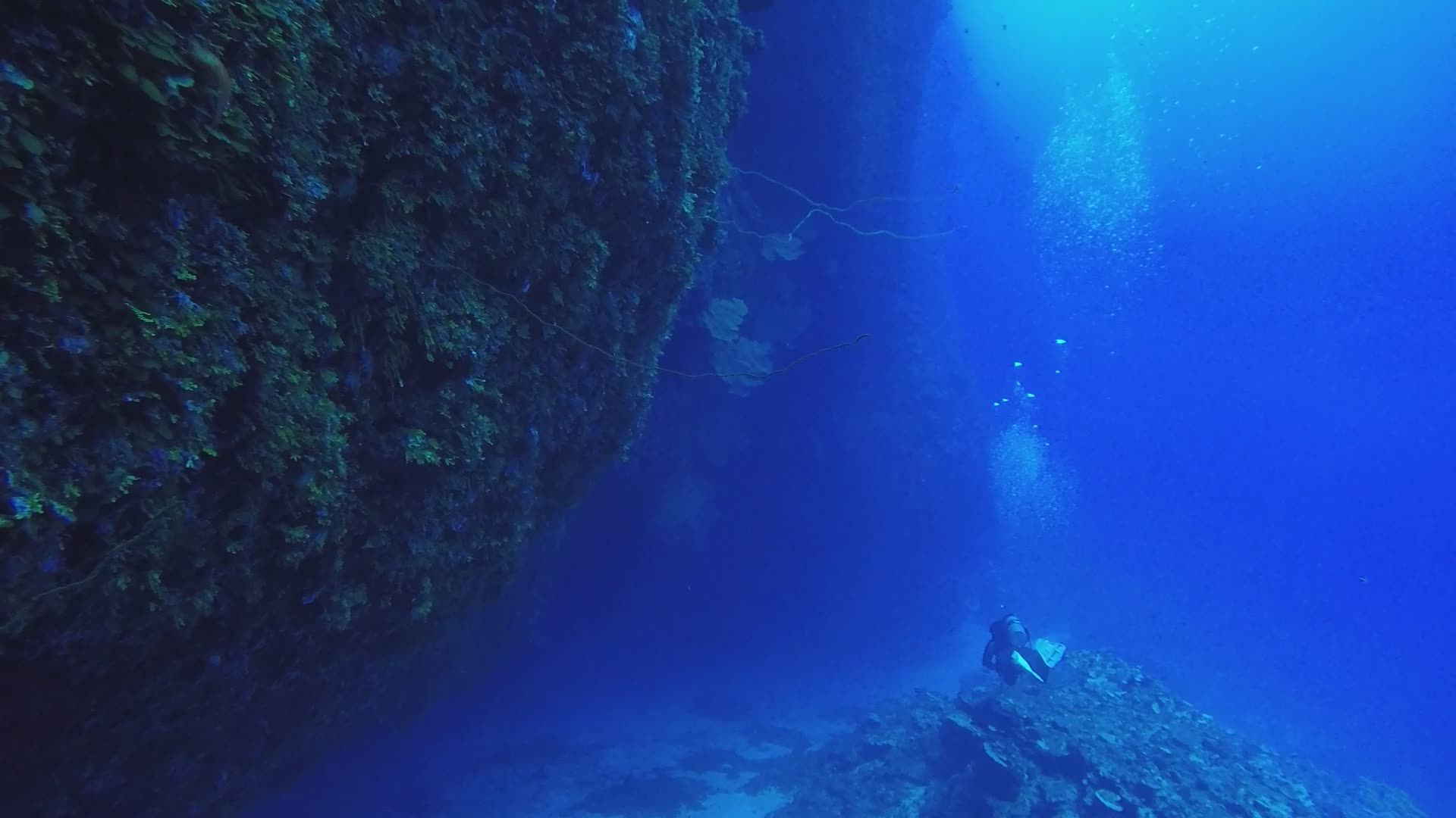 Scuba Diver Exploring Vibrant Coral Reef Free Stock Video Footage ...