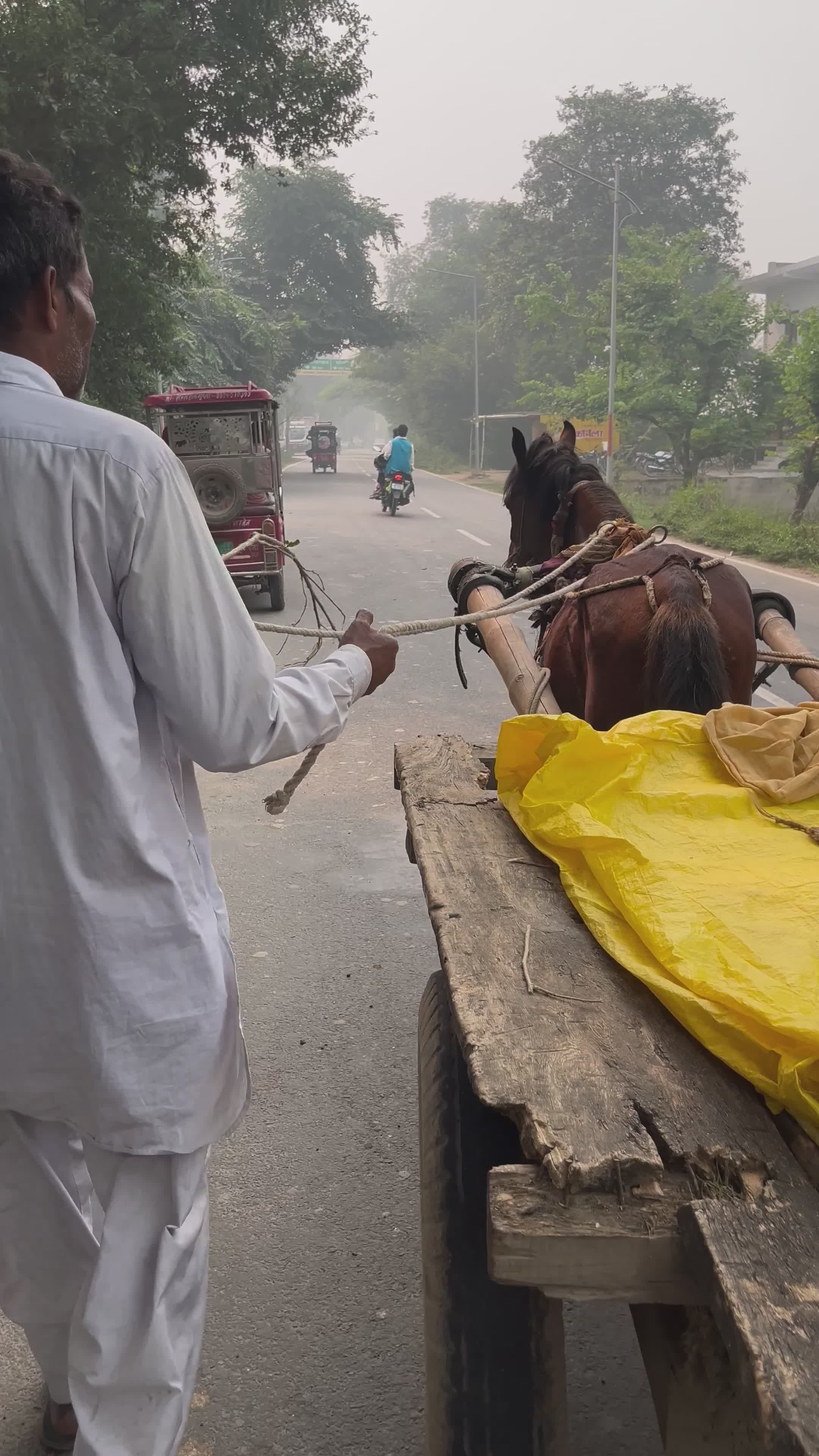 Large Horse Mating Small Donkey Videos, Download The BEST Free 4k Stock