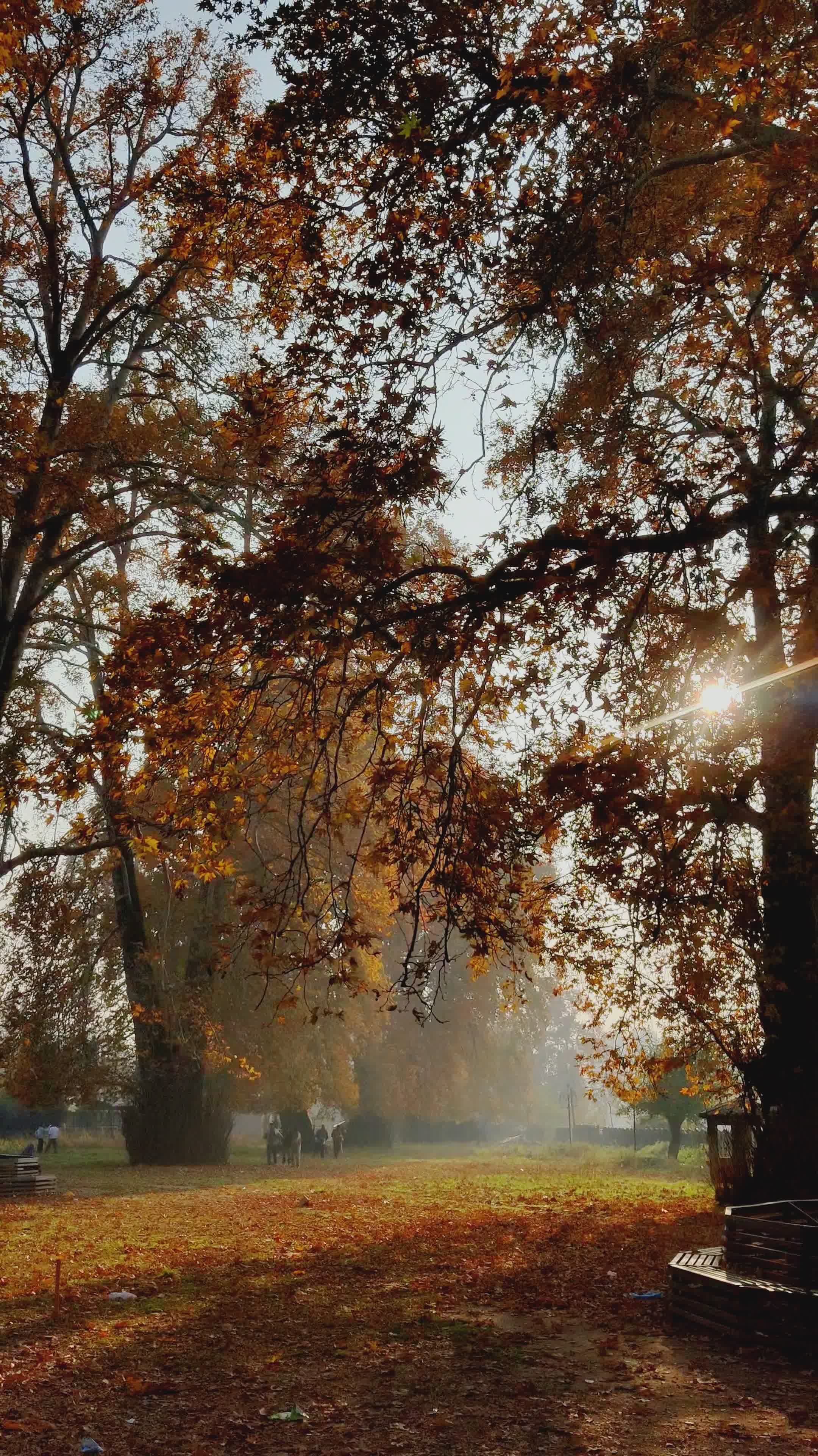 Serene Autumn Day in Park with People Free Stock Video Footage, Royalty