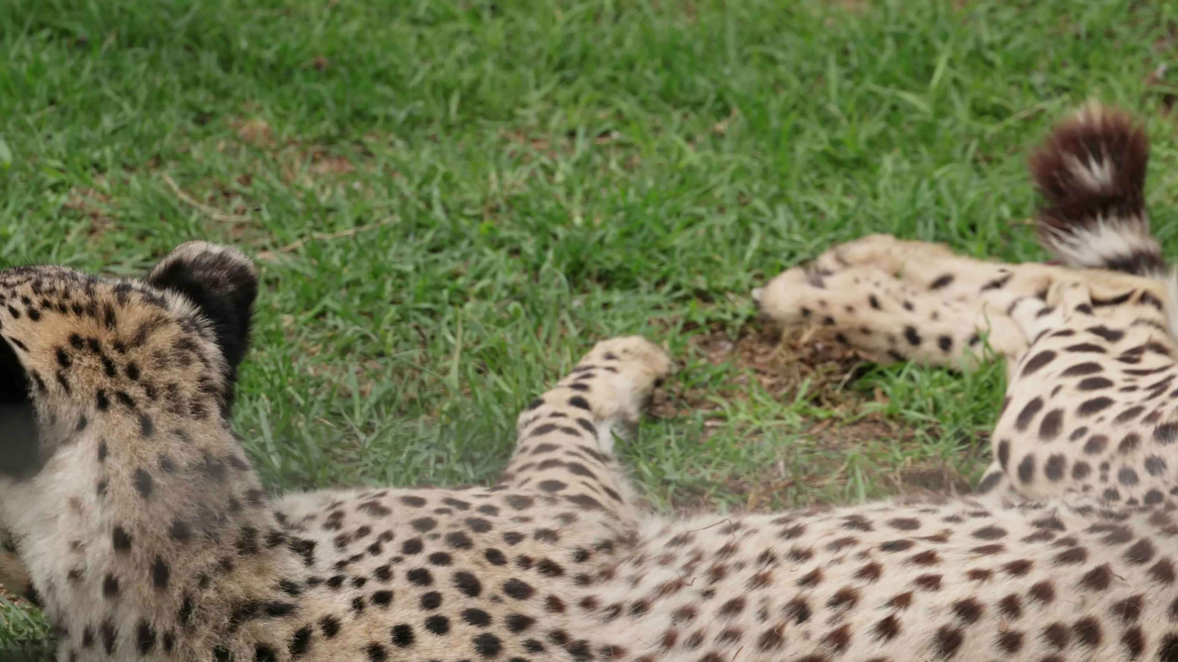 Video by Magda Ehlers