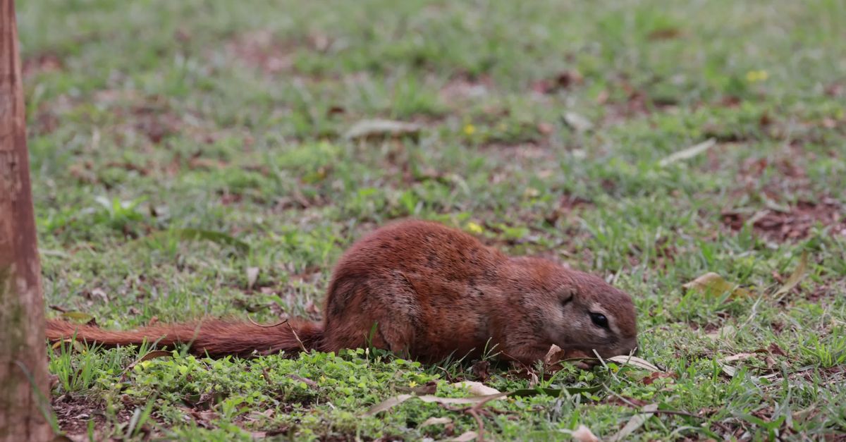 Squirrel Foraging Behavior Adorable Squirrel Foraging in the Grass Free Stock Video Footage ...