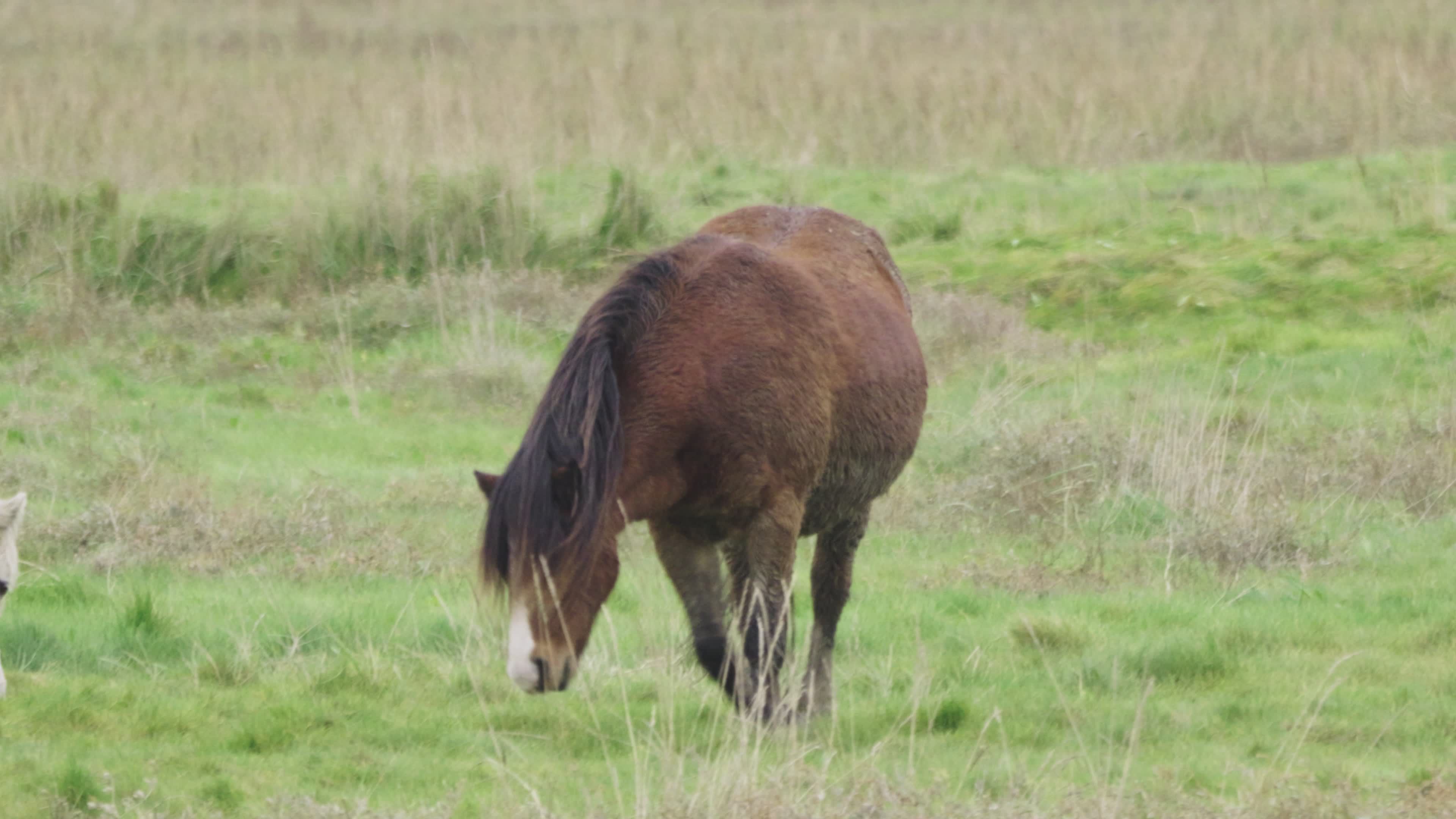 Horses Grazing in a Lush Green Field Free Stock Video Footage, Royalty ...