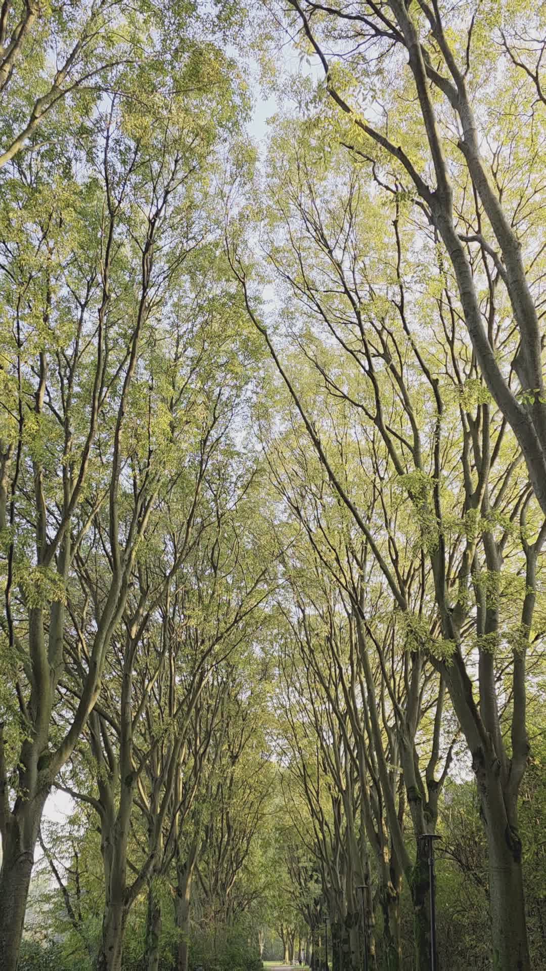 Majestic Autumn Trees in Serene Nature Path Free Stock Video Footage ...