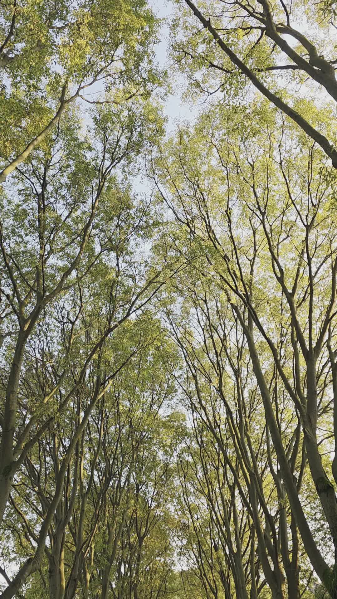 Video by C1 Superstar