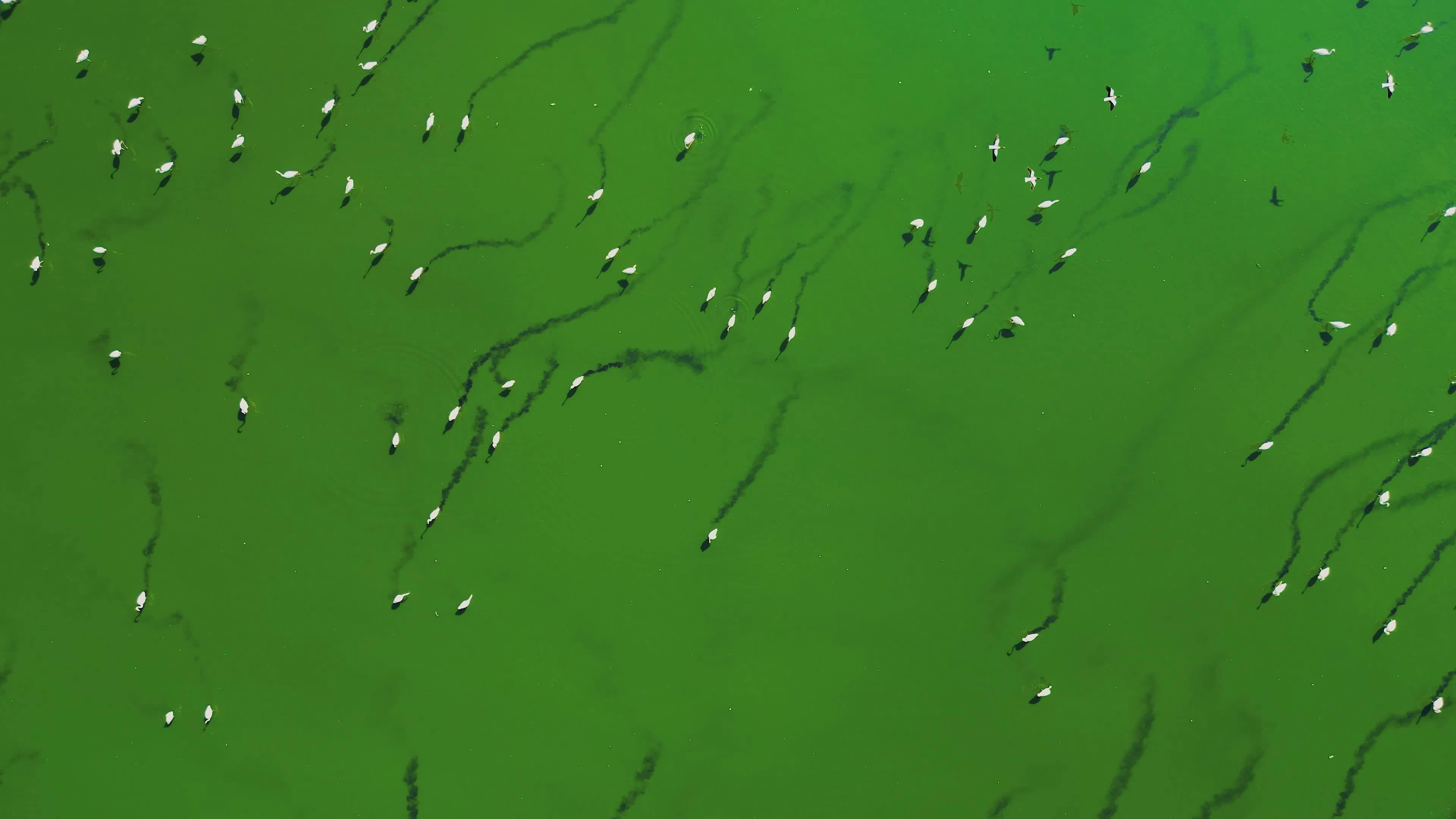 Video by Mahmut Yılmaz