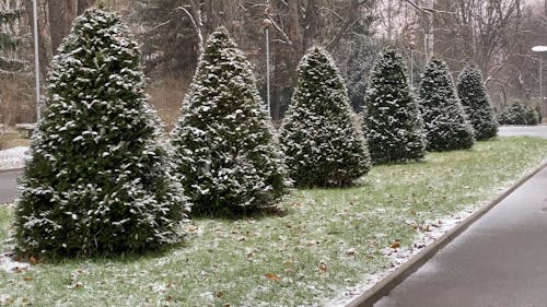 Snow Falling On Pine Trees At A Park