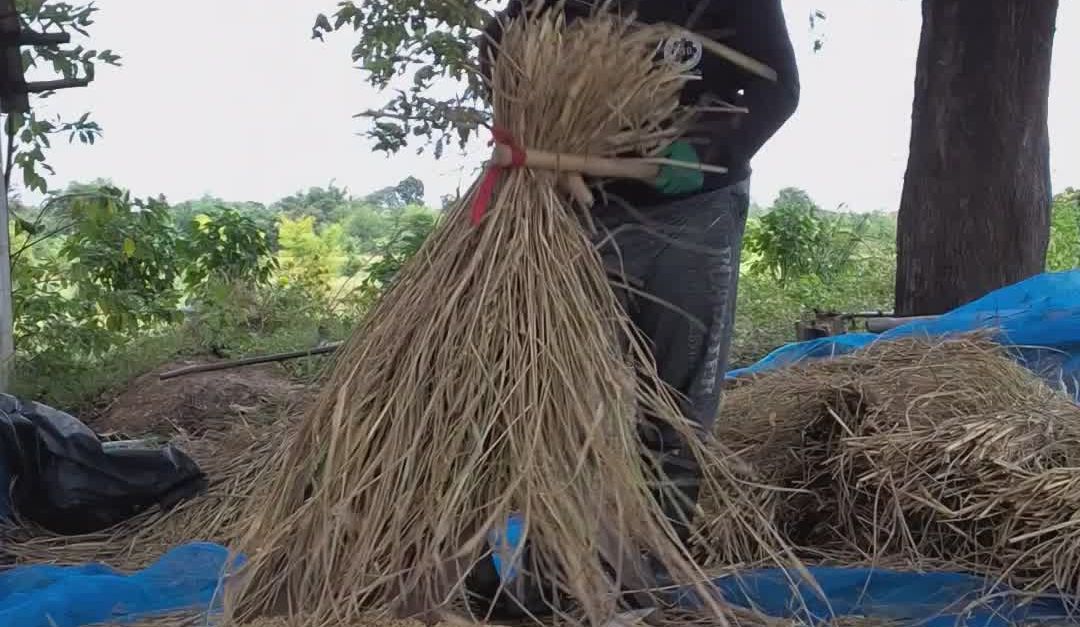 Stacking Rice Method Traditional Rice Harvesting Process in Fields Free Stock Video Footage ...