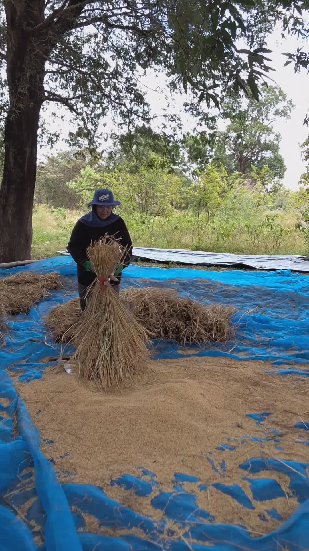 Rural Farmer Harvesting Rice Bundles Outdoors Free Stock Video Footage ...