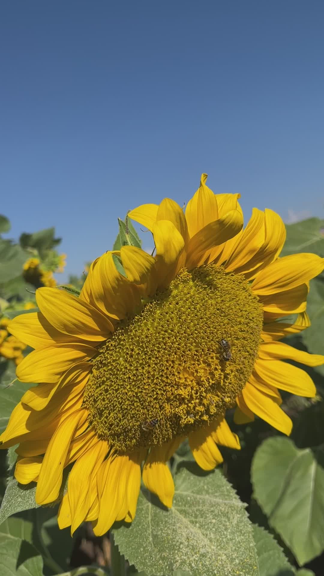 Sunflower In Rural Setting At Sunset In Summer Free Stock Video Footage ...