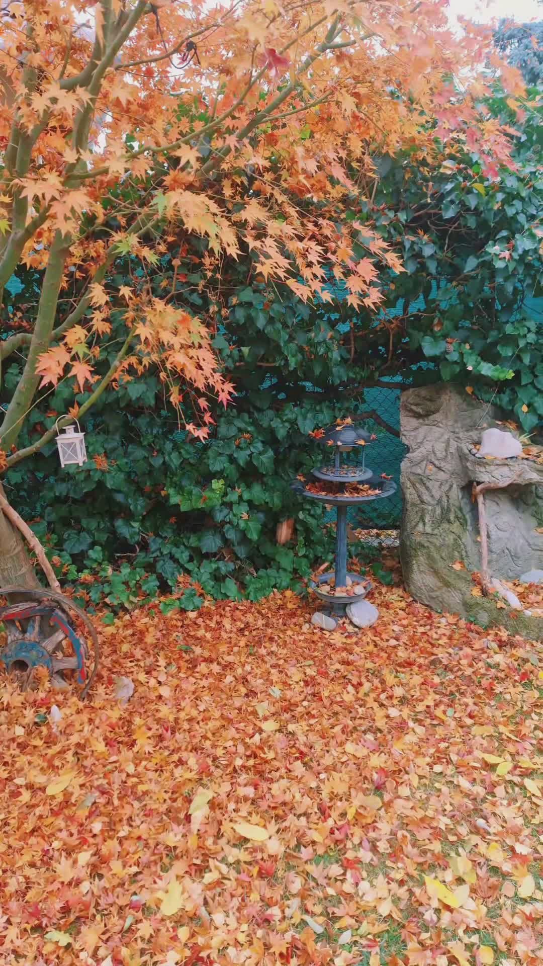 breathe this in
🎥 Niki  Traupert · Pexels
#nature #naturelovers #earth #relax #scenery
