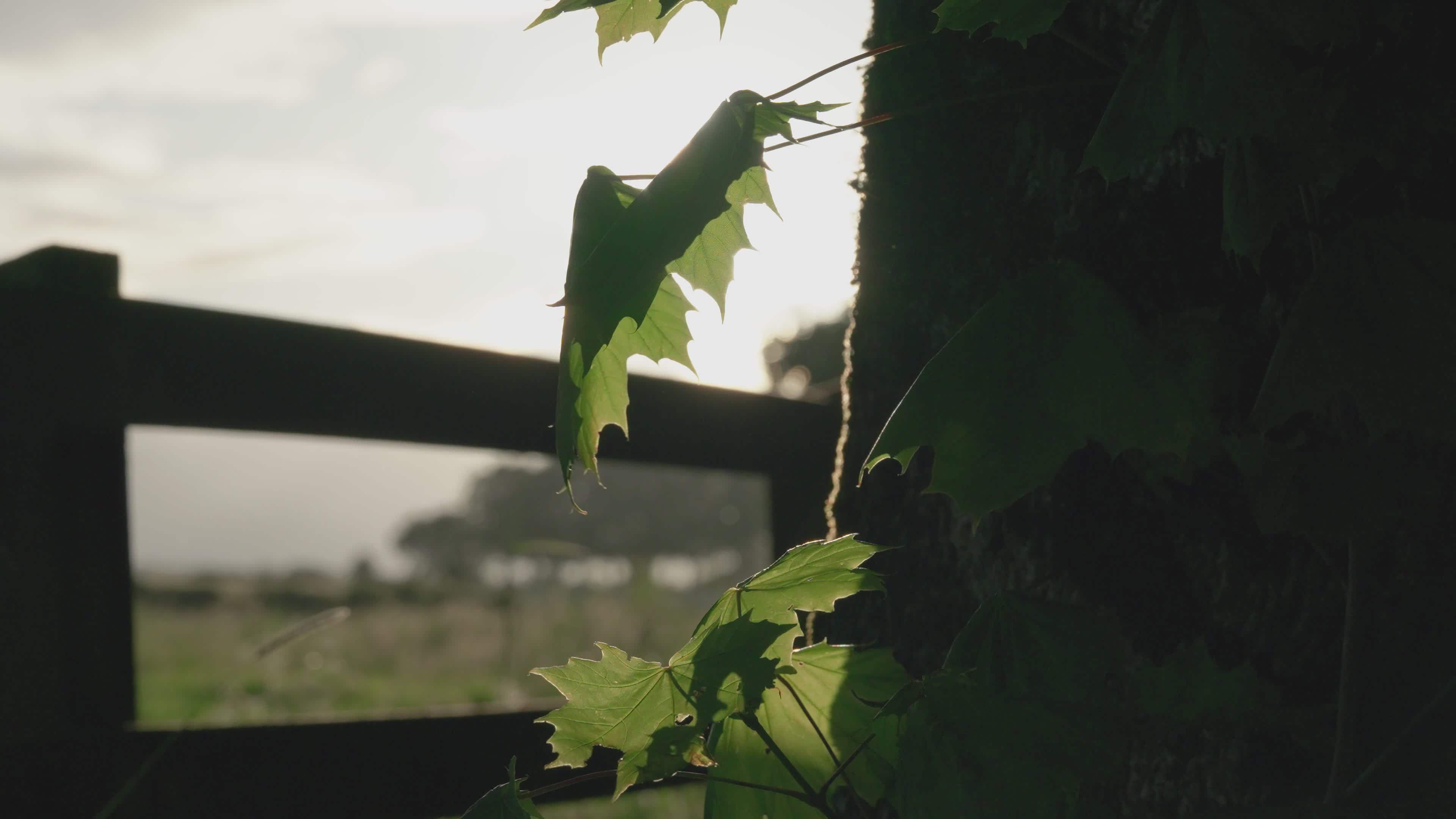 Video by Joshua Woroniecki