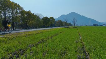 秋天稻田免费下载免费下载视频素材