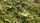 salads