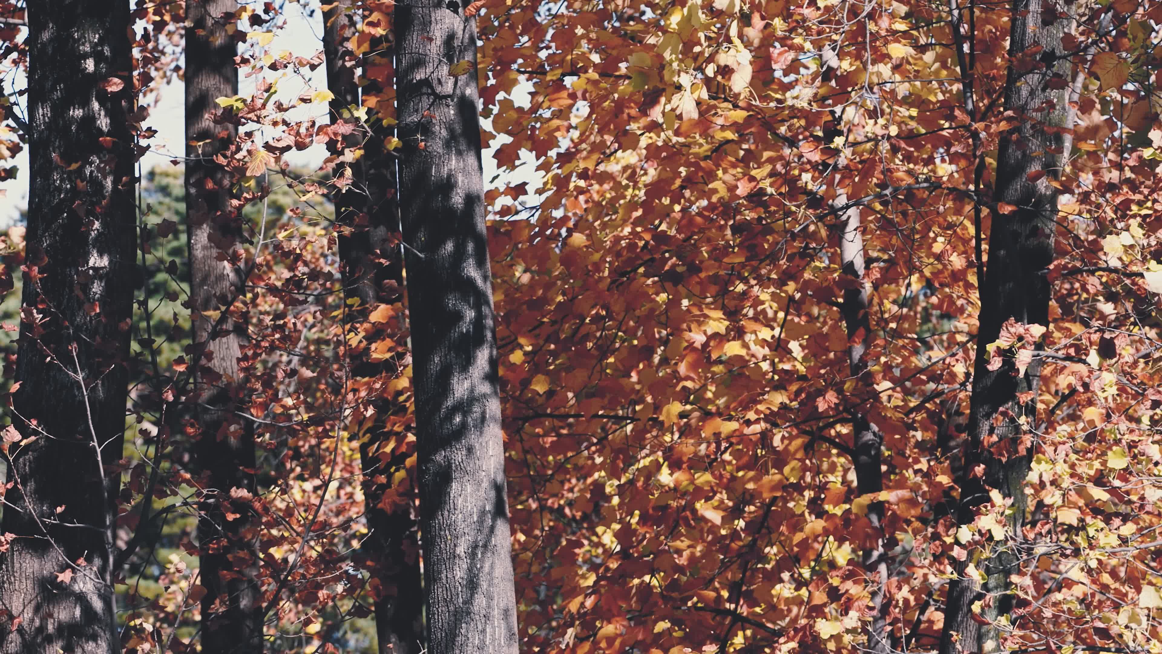 Scenic Autumn Forest with Vibrant Foliage Free Stock Video Footage ...