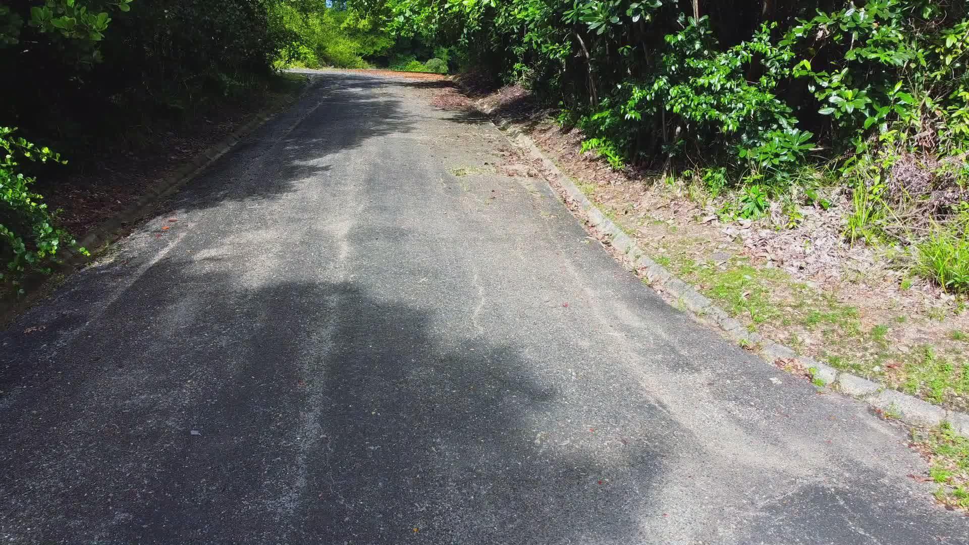 scenic coastal road through lush greenery 34793449