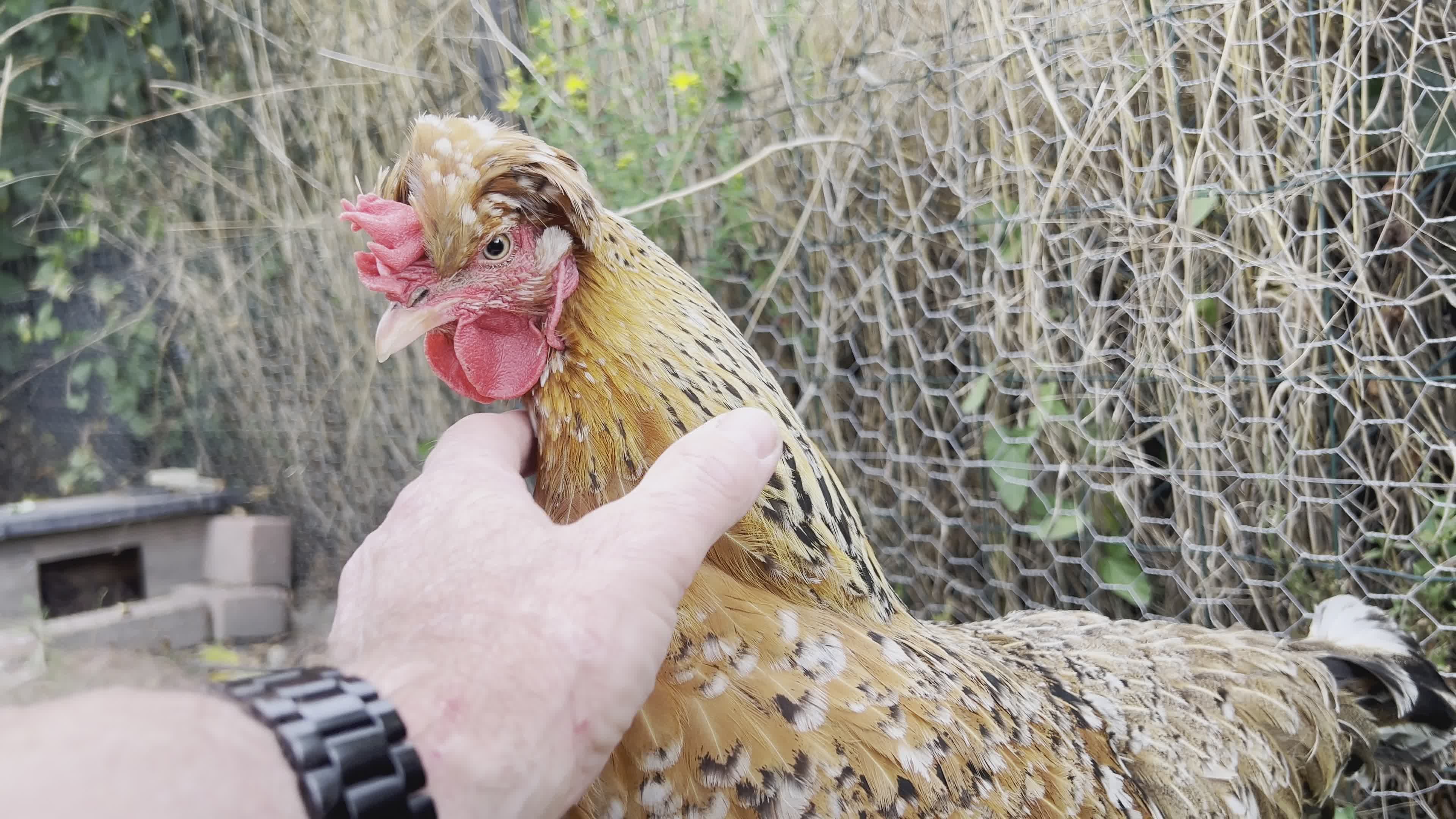 Gentle Farm Life: Hand Petting a Hen Outdoors Free Stock Video Footage ...