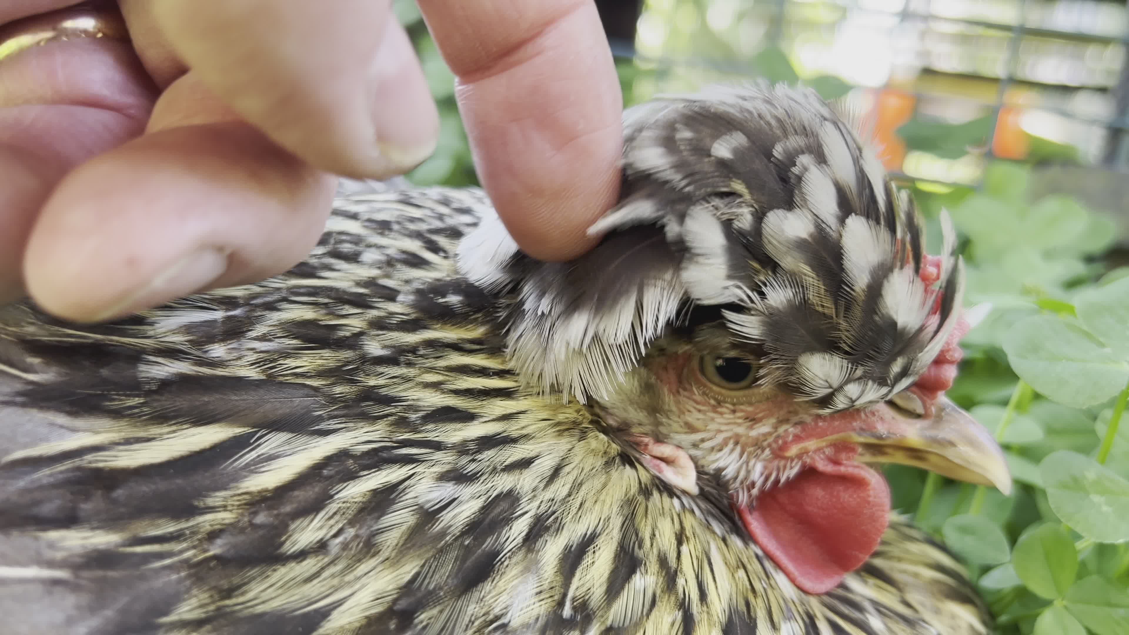 Gentle Chicken Petting in a Peaceful Farm Setting Free Stock Video ...