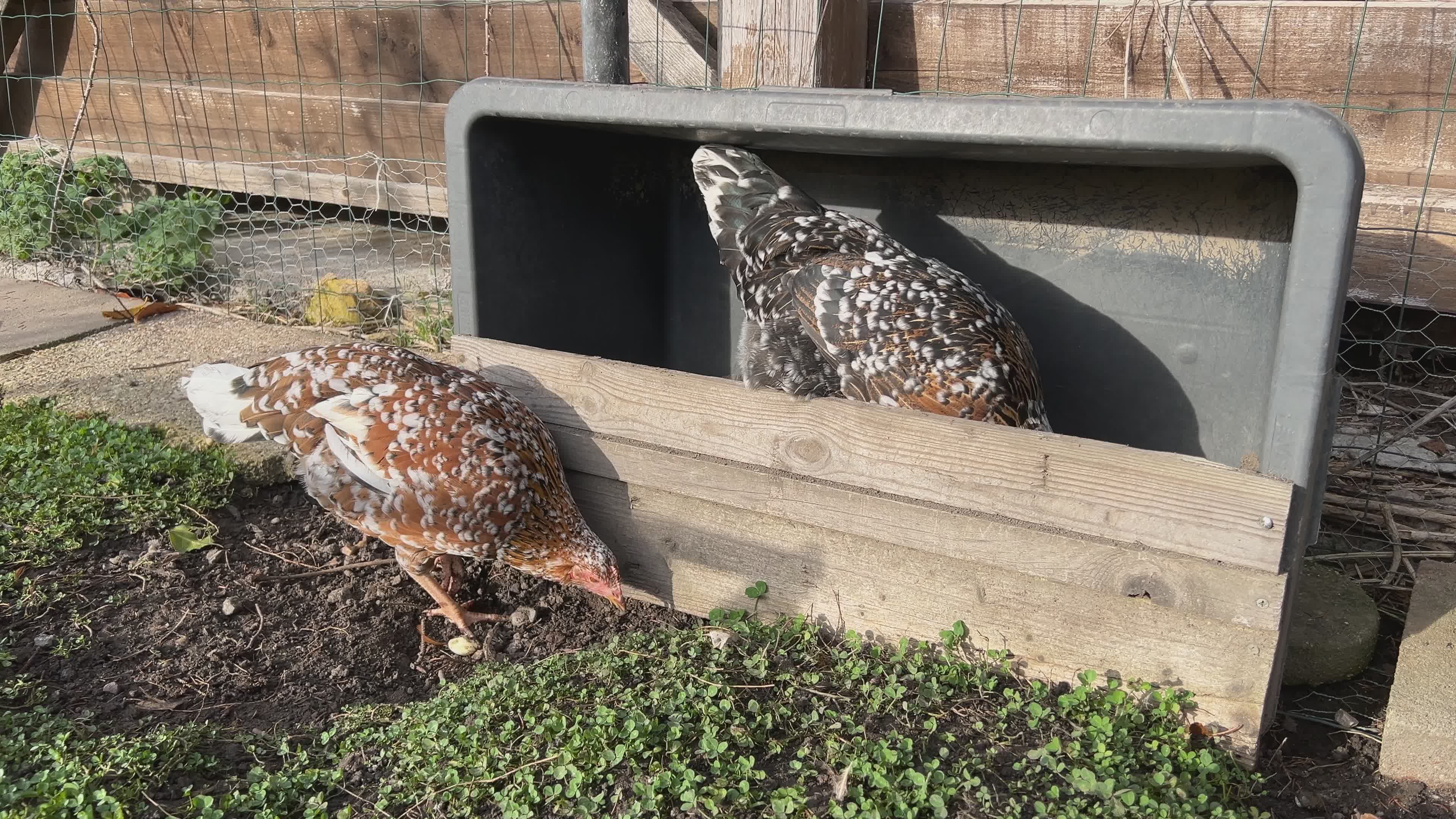 Hens Exploring Videos, Download The BEST Free 4k Stock Video Footage ...