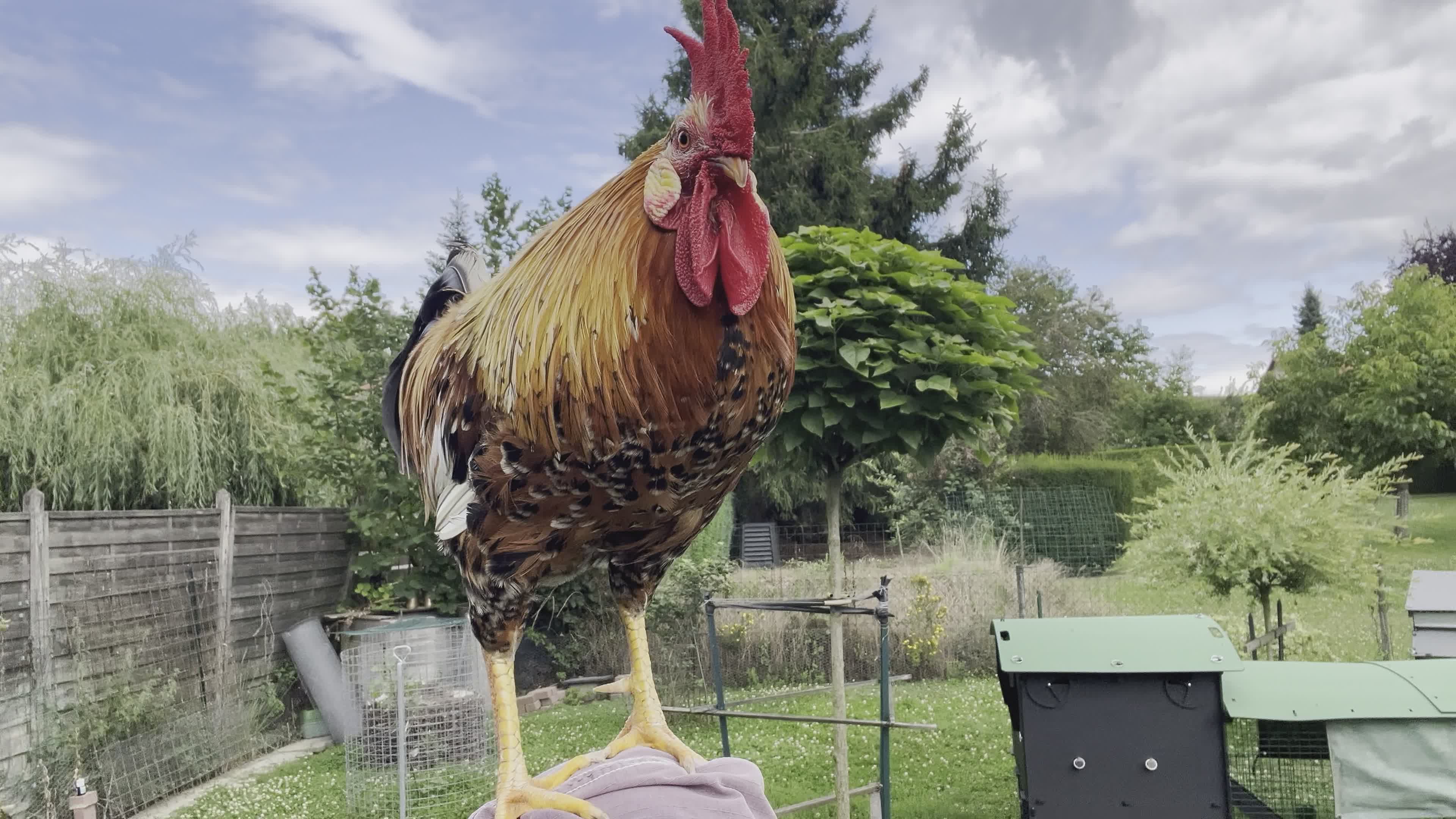 Majestic Rooster in Rural Farm Setting Free Stock Video Footage ...
