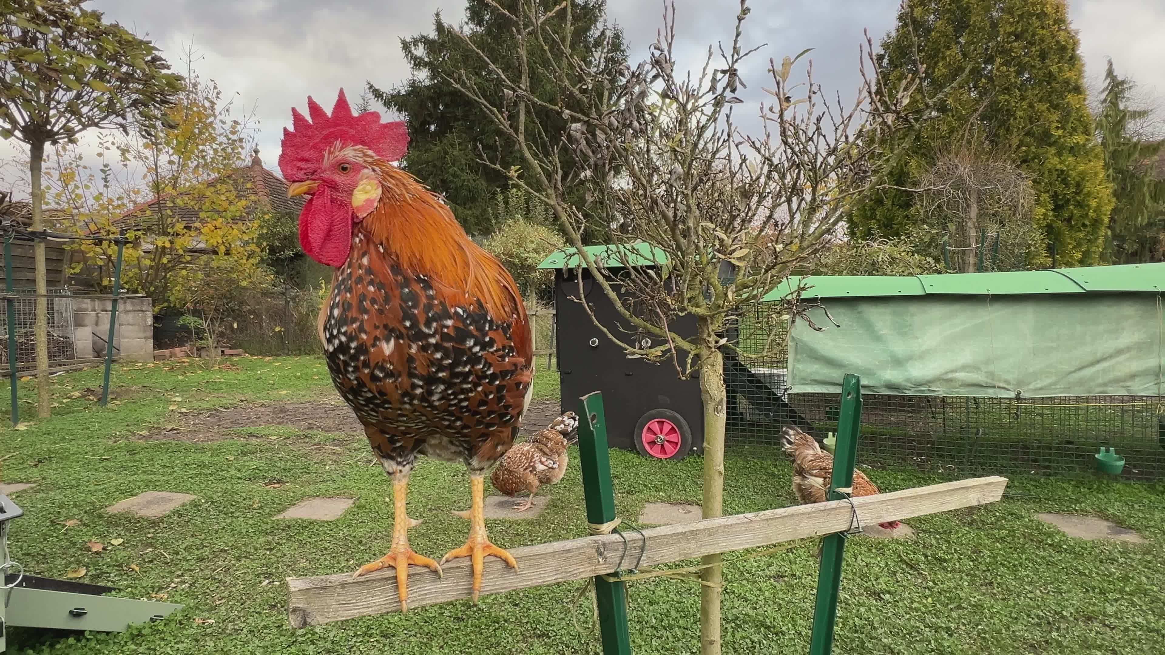 Charming Rooster in Rural Farm Setting Free Stock Video Footage ...