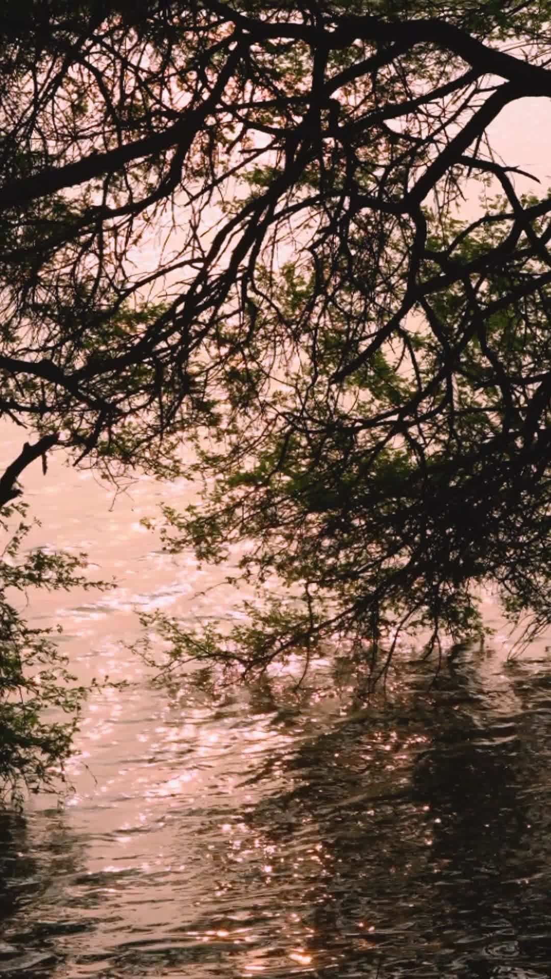 Serene Lake Under Glistening Sunrise Free Stock Video Footage, Royalty ...