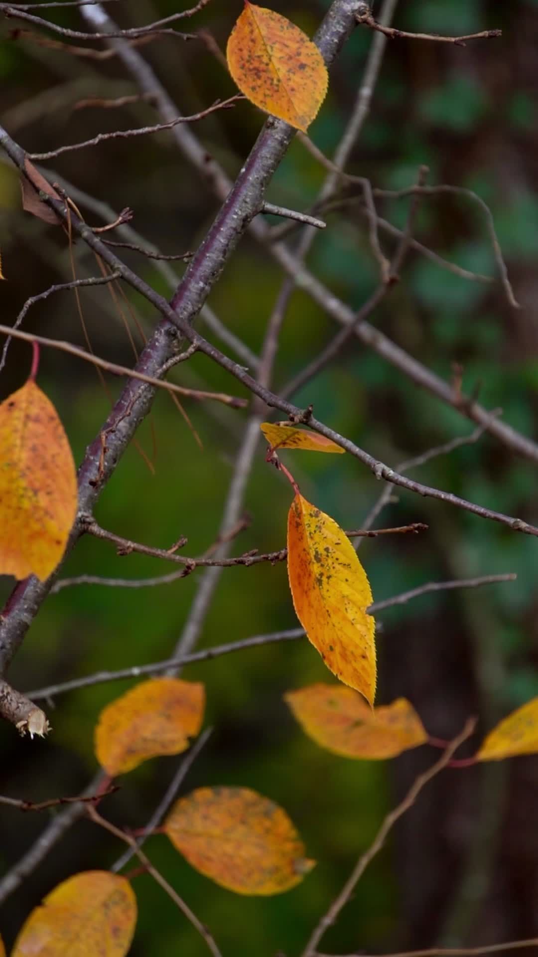 autumn leaves on bare branches 34806988 — free pexels stock footage