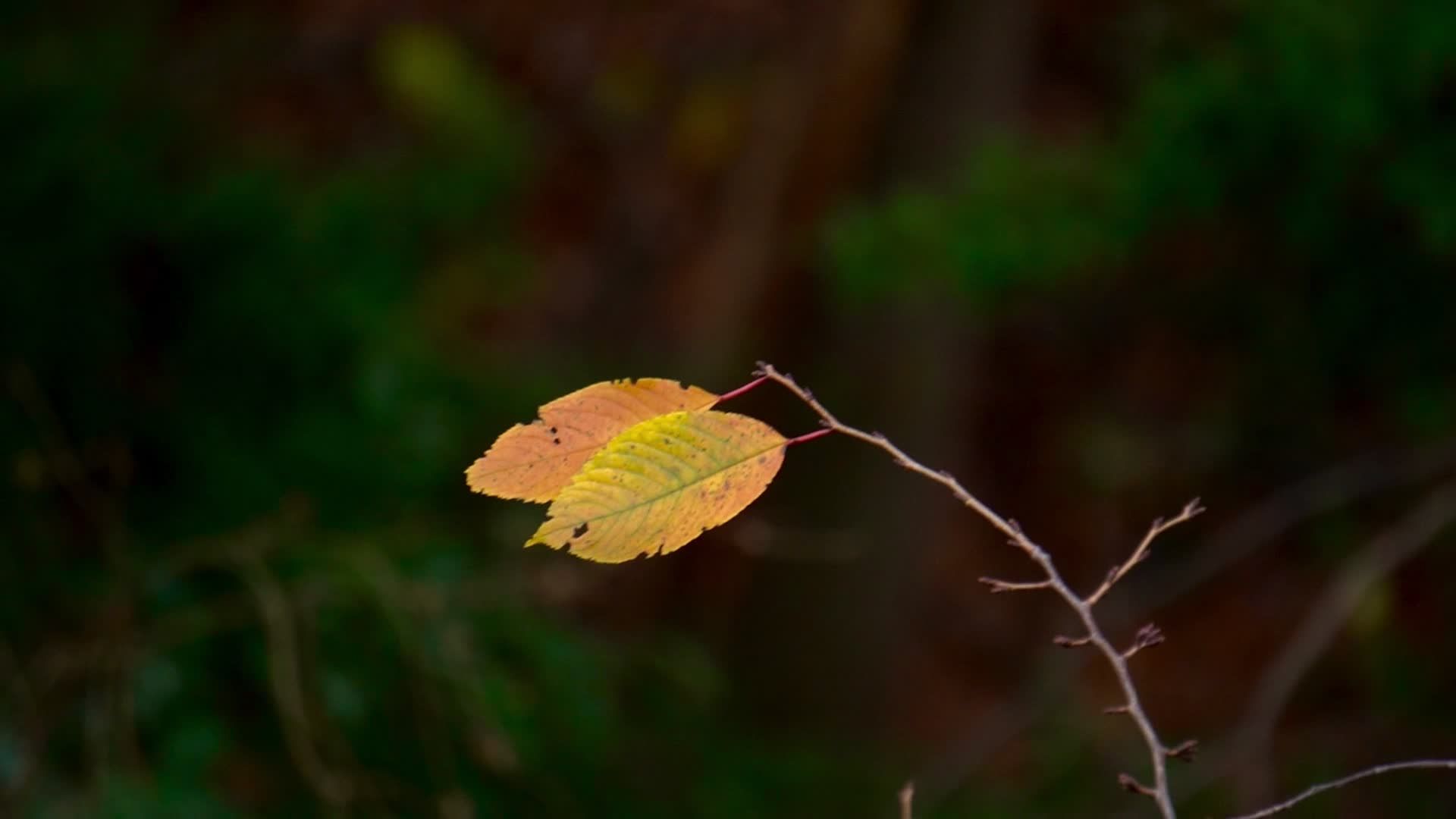 vibrant autumn leaves in tranquil forest 34807074 — free pexels stock footage