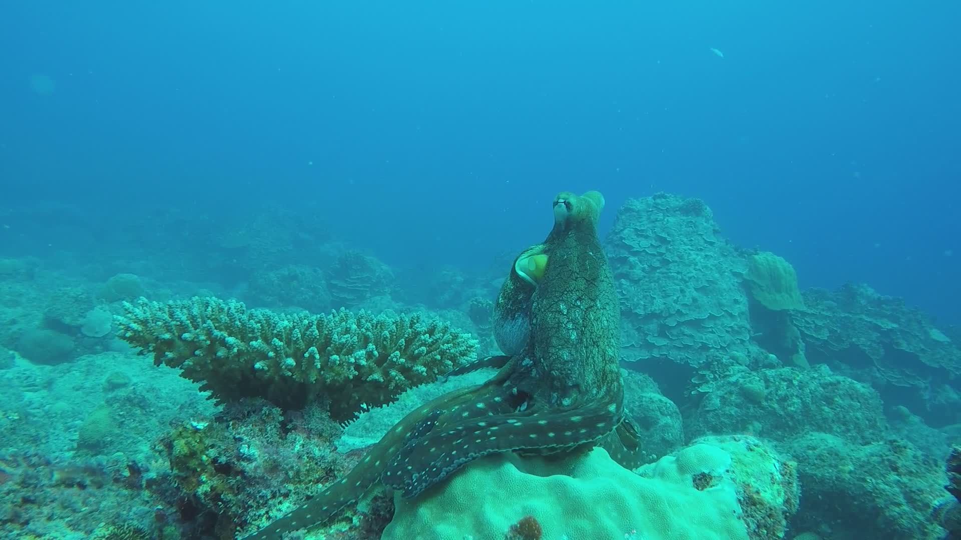 Majestic Octopus in Vibrant Coral Reef Free Stock Video Footage ...