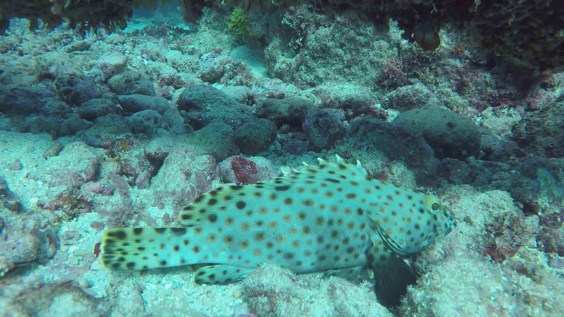 Colorful Grouper Fish in Vibrant Coral Reef Free Stock Video Footage ...