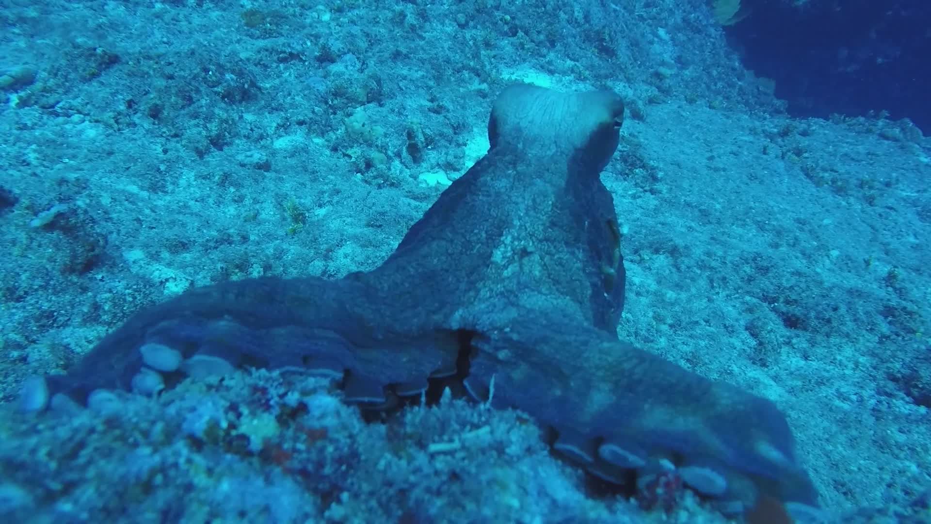Mesmerizing Octopus Underwater Exploration Free Stock Video Footage ...