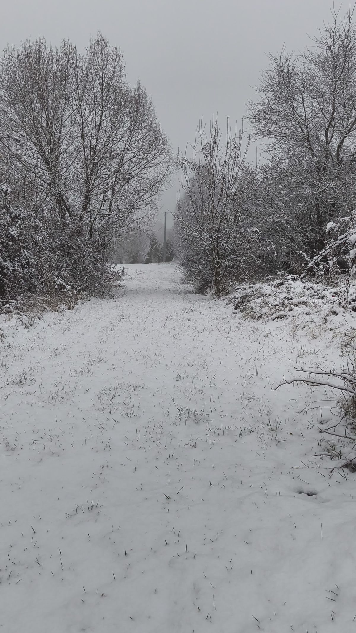 Serene Snowy Path in Winter Wonderland Free Stock Video Footage ...