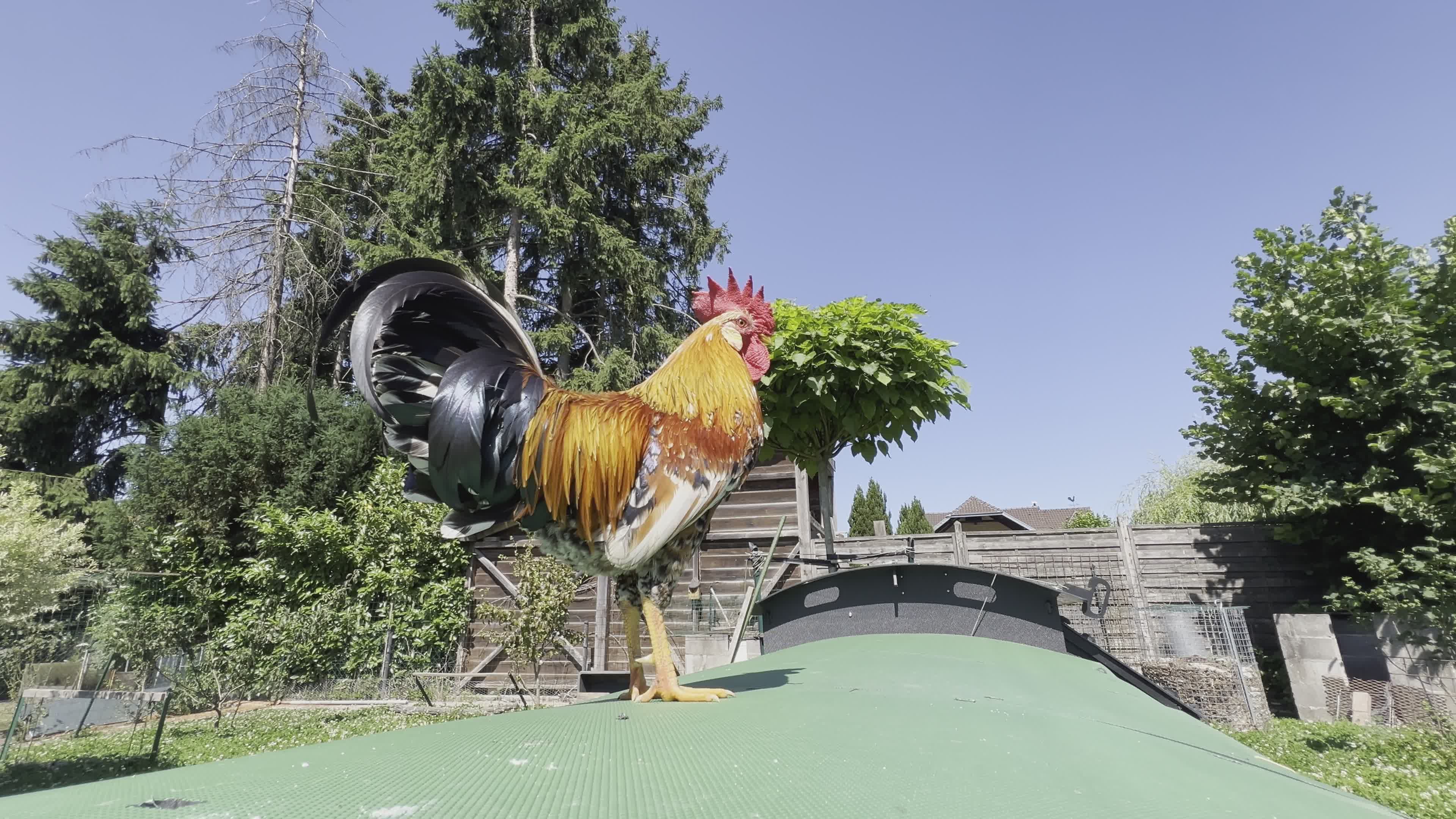 Gallo Se Yergue Orgulloso En Un Entorno Rural · Vídeo de stock gratuito