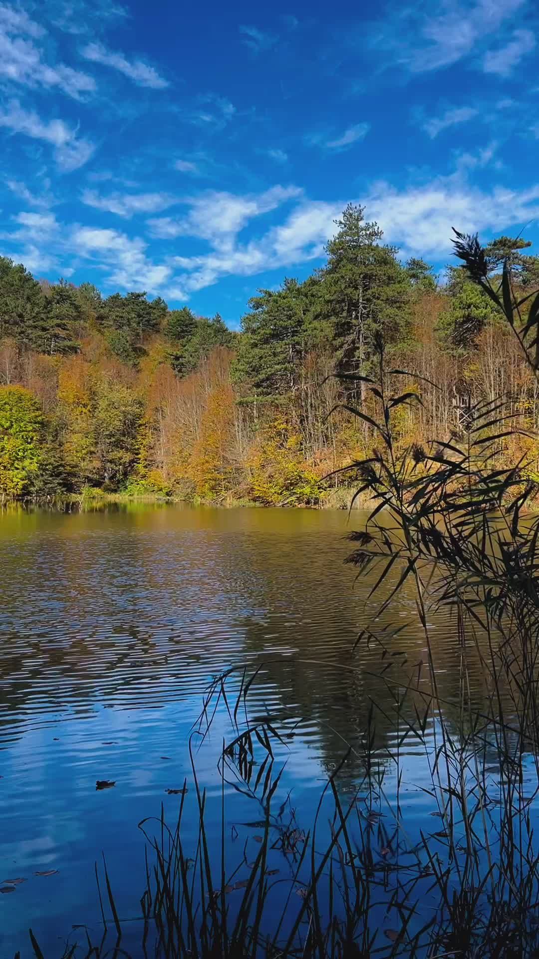 Serene Autumn Lake with Clear Blue Skies Free Stock Video Footage ...