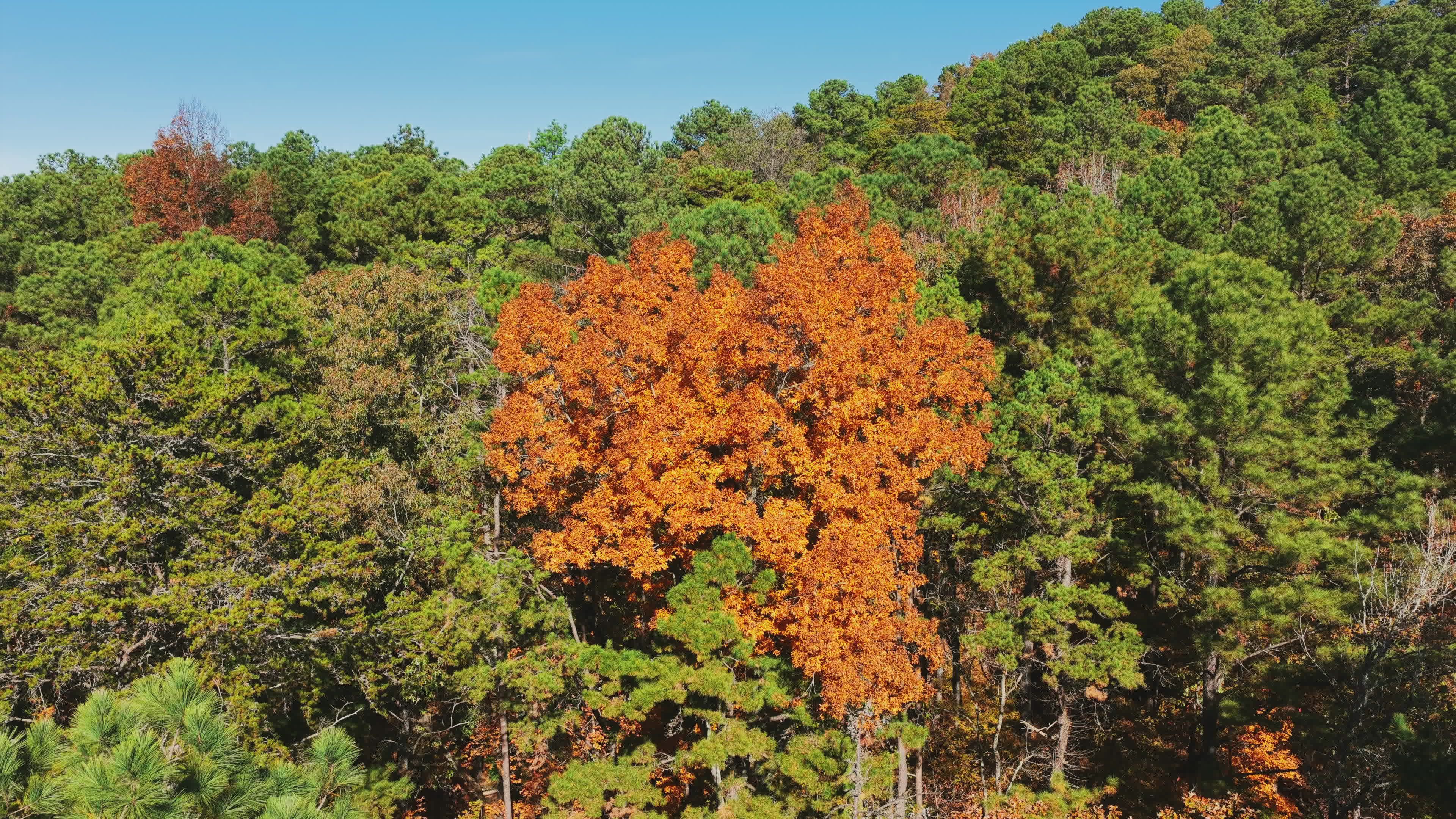 Vibrant Fall Foliage in Alabama Forest Free Stock Video Footage ...