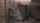 sad cat