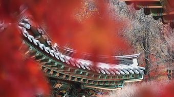 香山免费下载高清视频视频素材
